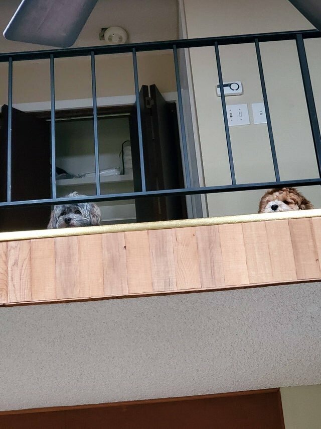 Наглые морды и туши, командующие в наших домах 