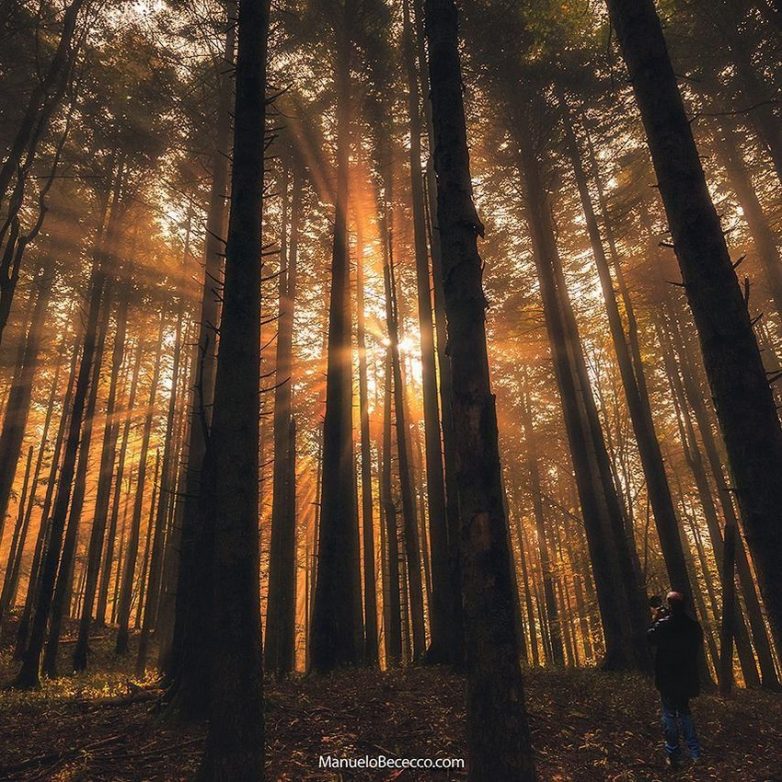 Самые красивые леса планеты на волшебных снимках Мануэло Бечекко лес,отдых,природа,турист,Фотография