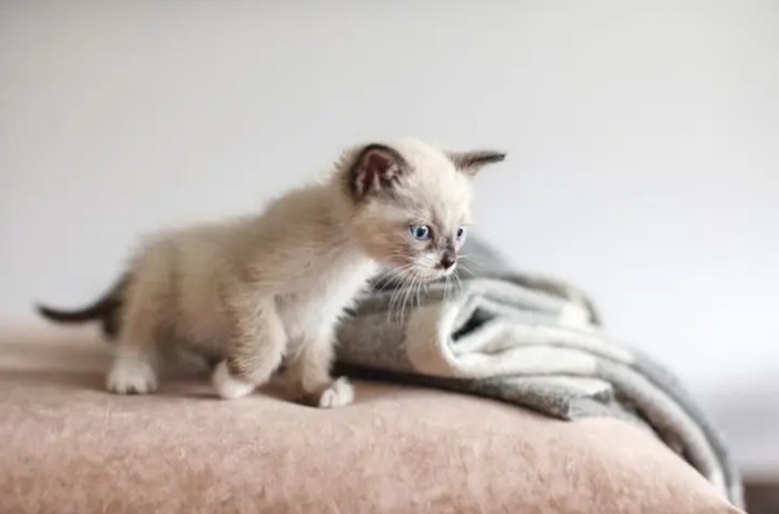Для кошек дома имеется привычная обстановка/ Фото: royalcanin.ru