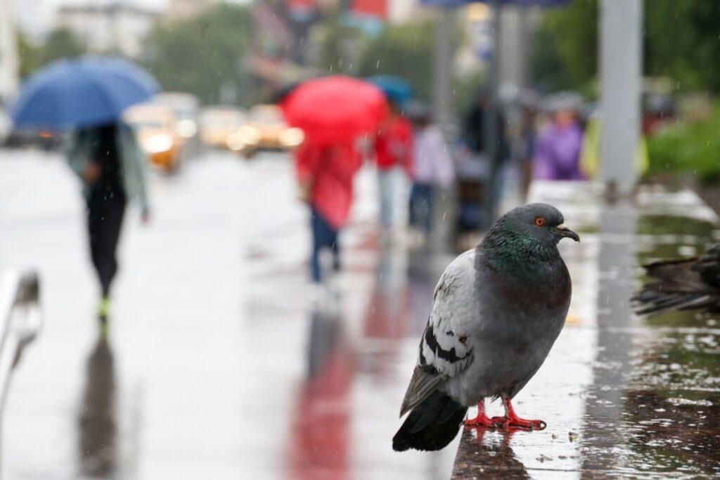 За кормление голубей во дворе может грозить штраф