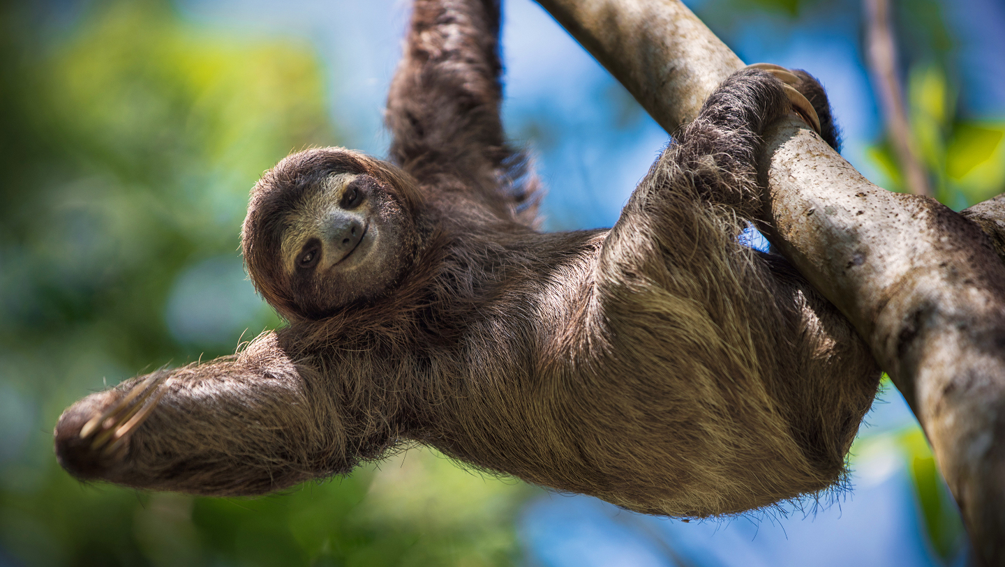 кто такой ленивец