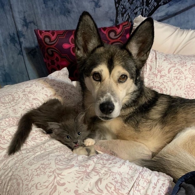 Котенок лежит возле собаки