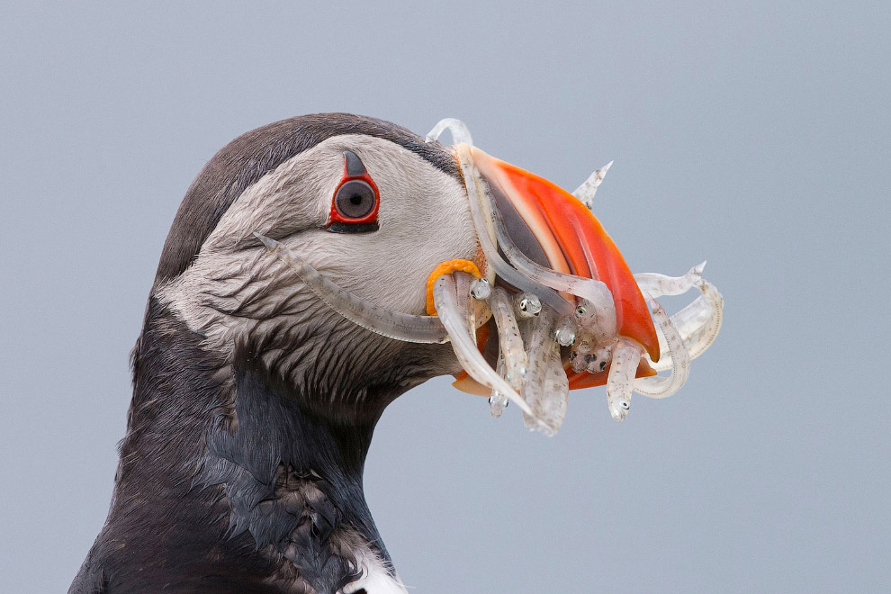 Удивительные фото птиц с конкурса Audubon Photography Awards 2017