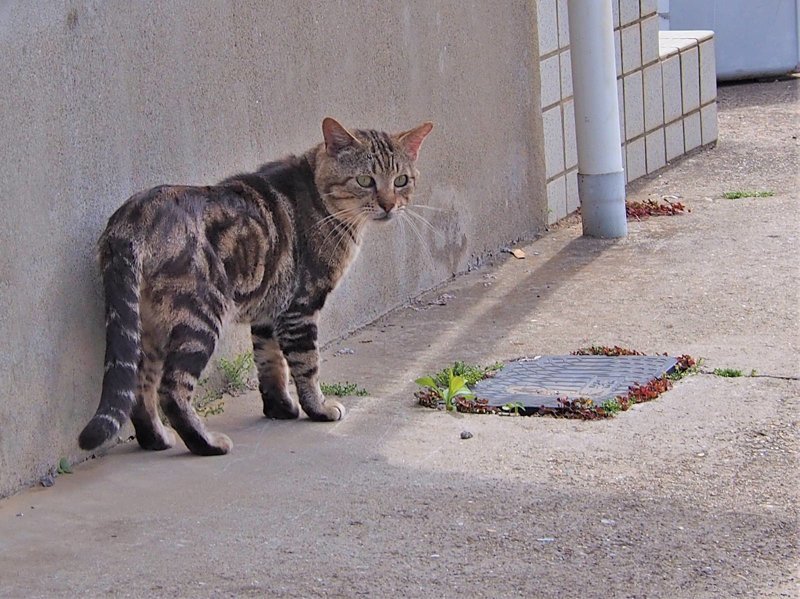 Очень колоритные уличные коты город, кот, кошка, уличная жизнь, уличный кот, эстетика