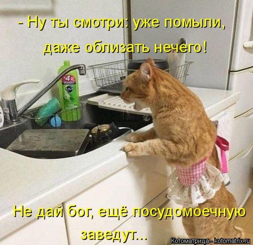 Лучшая котоматрица недели  смешные картинки