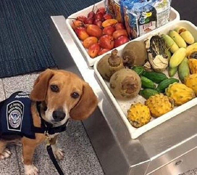 Пес у прилавка