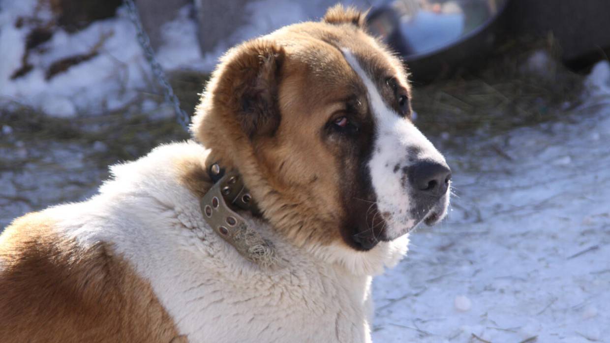 Огромная собака набросилась на вдову режиссера Александрова на Рублевке