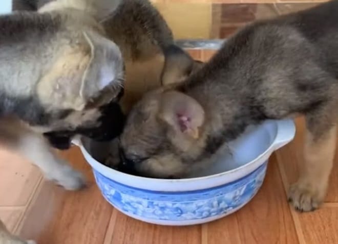 Щенки кушают