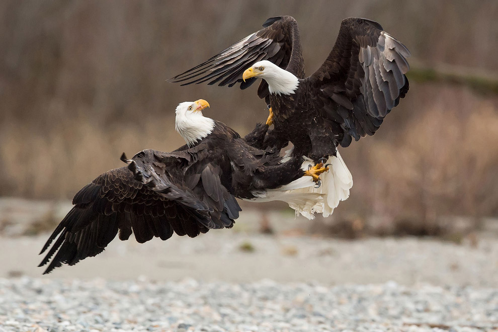 Удивительные фото птиц с конкурса Audubon Photography Awards 2017