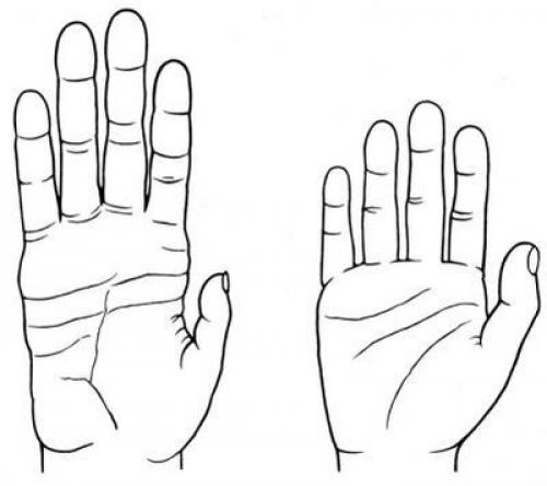 Строение руки пальцев. Основы анатомии кисти: три главных сустава наших пальцев 15