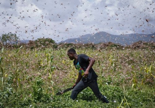 Страшное нашествие саранчи в Кении Африка,Кения,насекомые