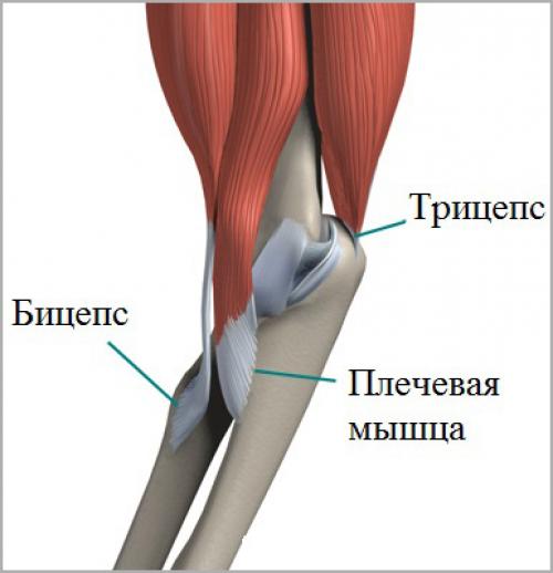 Локтевой сустав мышцы и сухожилия. Строение сухожилий локтевого сустава. Мышцы локтевого сустава анатомия и связки. Анатомия локтевого сустава мышцы связки сухожилия. Строение связок и сухожилий локтевого сустава.