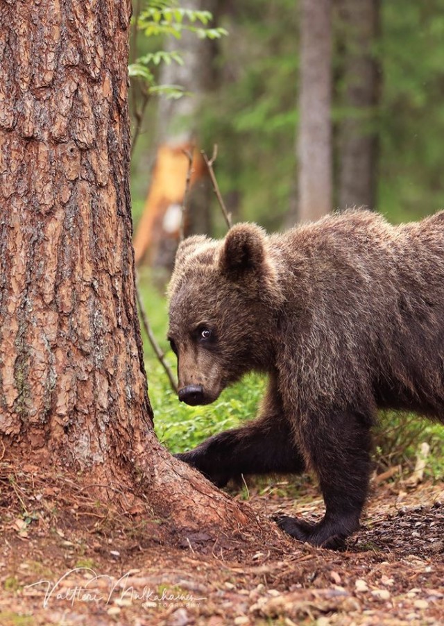 Из жизни медведей в финских лесах. Фотограф Валттери Мулкахайнен (VALTTERI MULKAHAINEN)