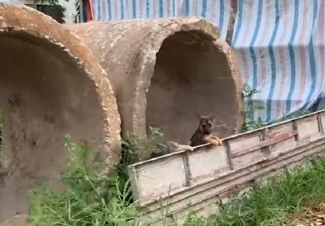 Щенок в трубе