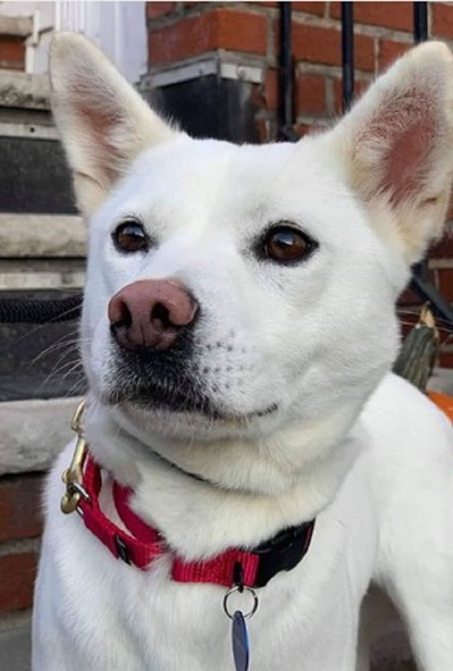 Собака с ошейником