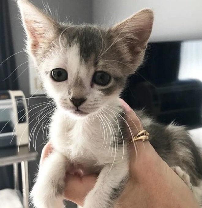 Котенка держат 