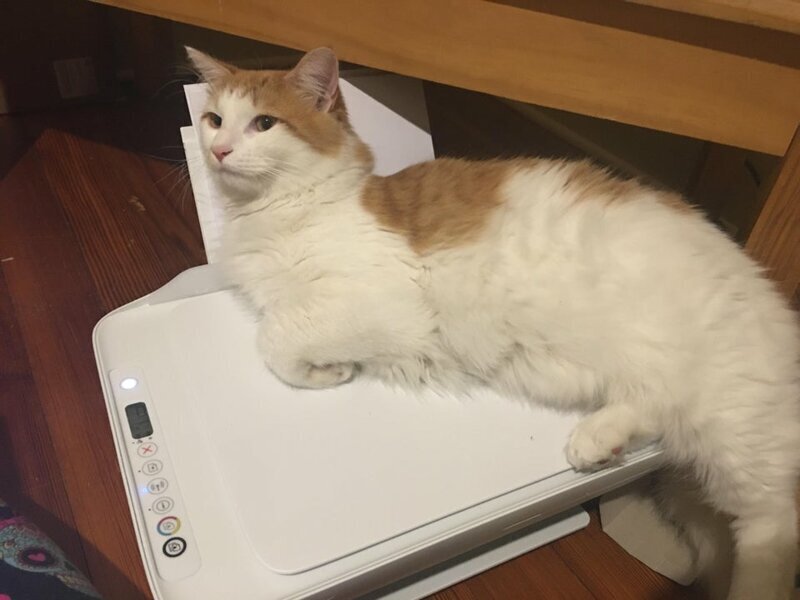 Наглые морды и туши, командующие в наших домах 