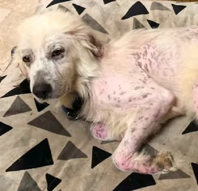 Больной пес