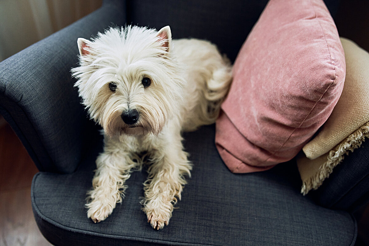 Кого собака выберет хозяином? Расследование с лапами и хвостом когда, первым, кресло, собаки, выбирает, просто, вожака, место, получает, чтобы, понимает, значит, куски, кормит, кто‑то, целая, лучше, семье, уважение, садится
