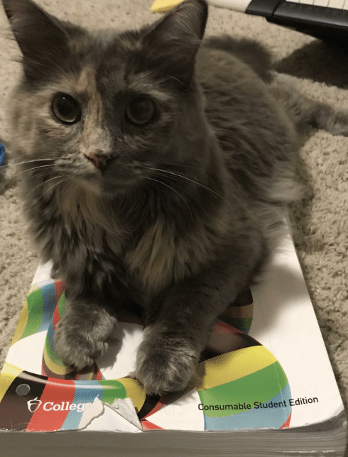 Наглые морды и туши, командующие в наших домах 