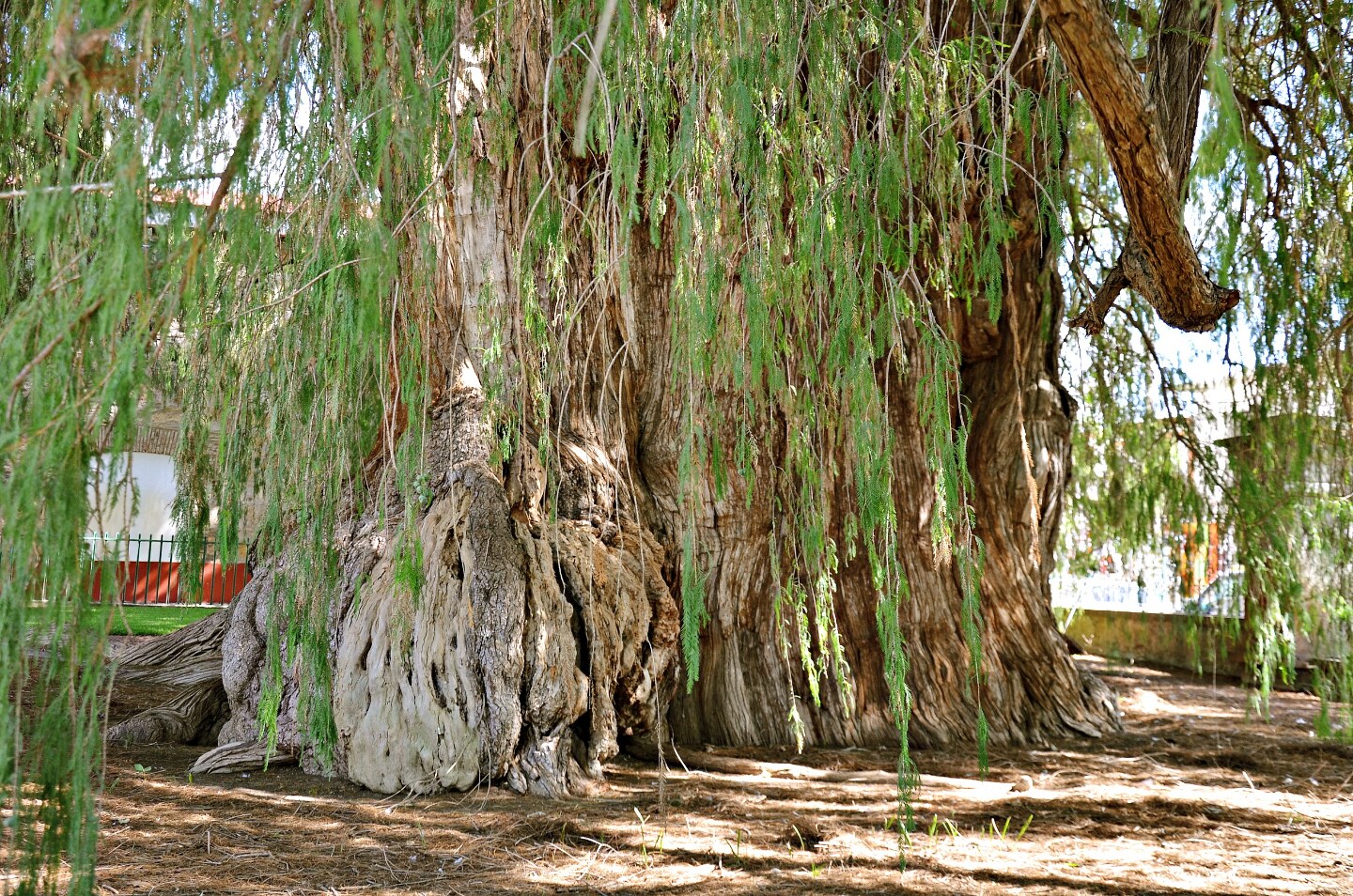 Очень толстой дерево. Толстое дерево. Самое толстое дерево. Дерево Туле Мексика. Деревья с толстой корой Сочи.