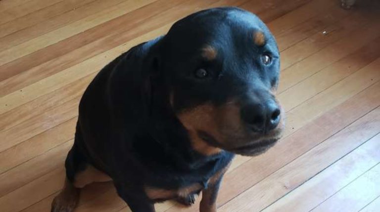 Пока владельцев нет дома, их собака ворует хлеб, прячет, но даже кусочка не ест