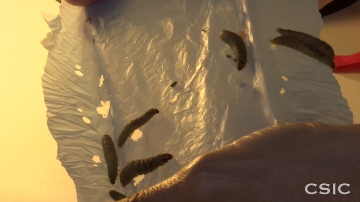 Ученые обнаружили червей, поедающих пластик. И это замечательные новости для нашей планеты восковой червь