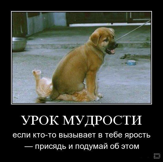 Утренние демотиваторы для хорошего настроения (11 фото)