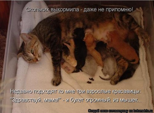 Лучшая котоматрица недели  смешные картинки