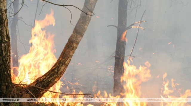В Беларуси за сутки произошло два случая возгорания в лесах.