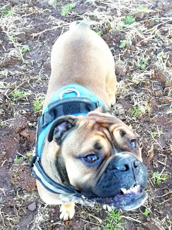 Настоящий актер: капризный пес устроил «спектакль» прямо на улице, переполошив людей Настоящий актер: капризный пес устроил «спектакль» прямо на улице, переполошив людей супер