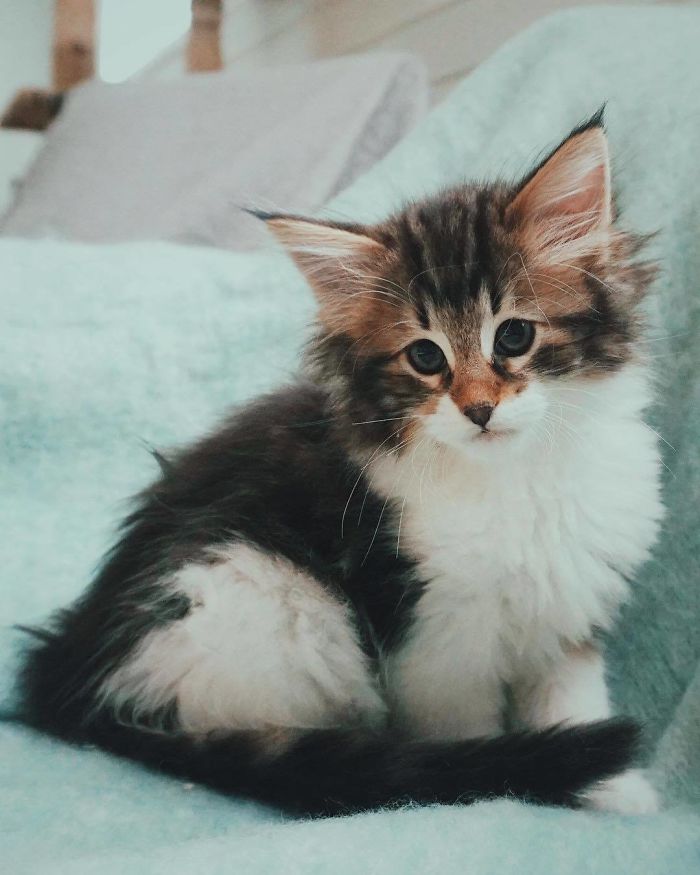 Шикарный сибирский котик покорил Сеть 