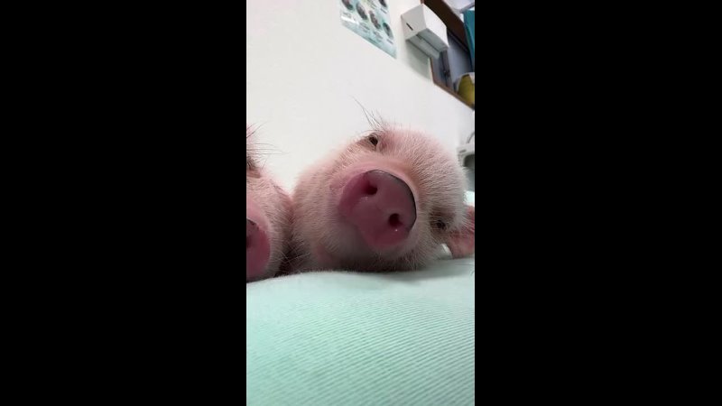 Video: Клип @donetskdnr_vk