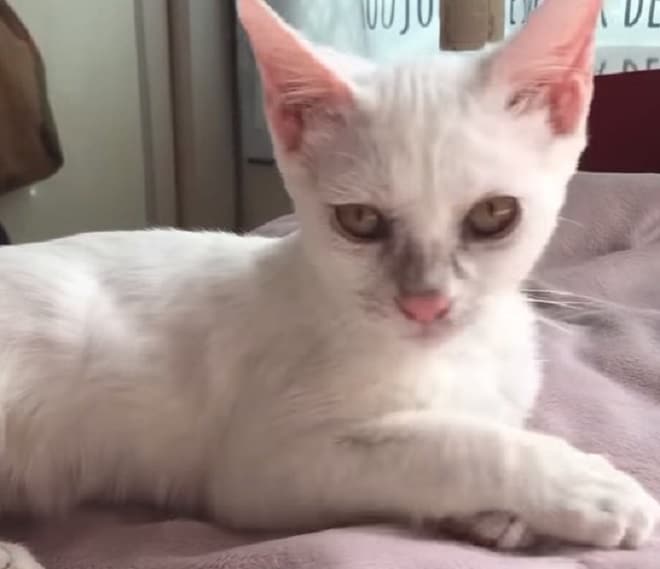 Котенок лежит 