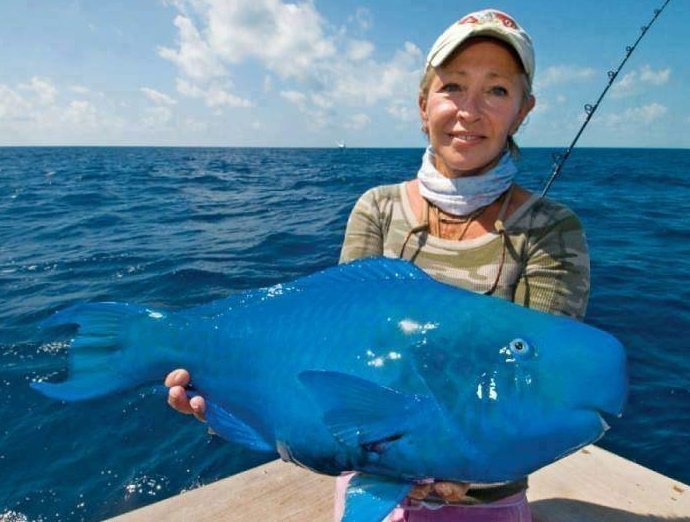 Рыба синий окунь или синий попугай встречается на мелководных рифах в тропических и субтропических районах Атлантического океана и Карибского моря. животные, природа, странные, удивительное, чудо
