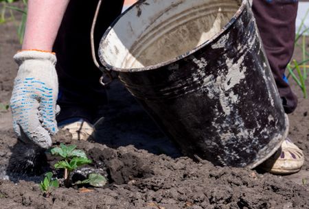 Удобрение из печки 