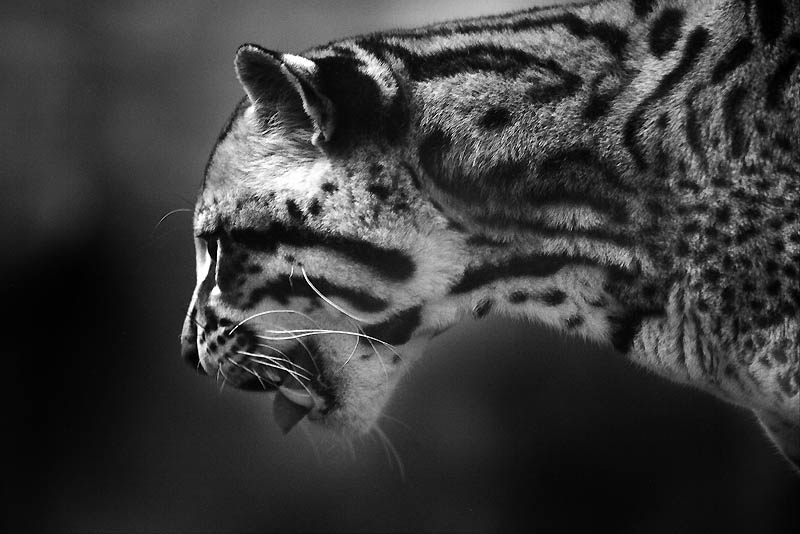 Фотография: Эти очаровательные оцелоты №28 - BigPicture.ru