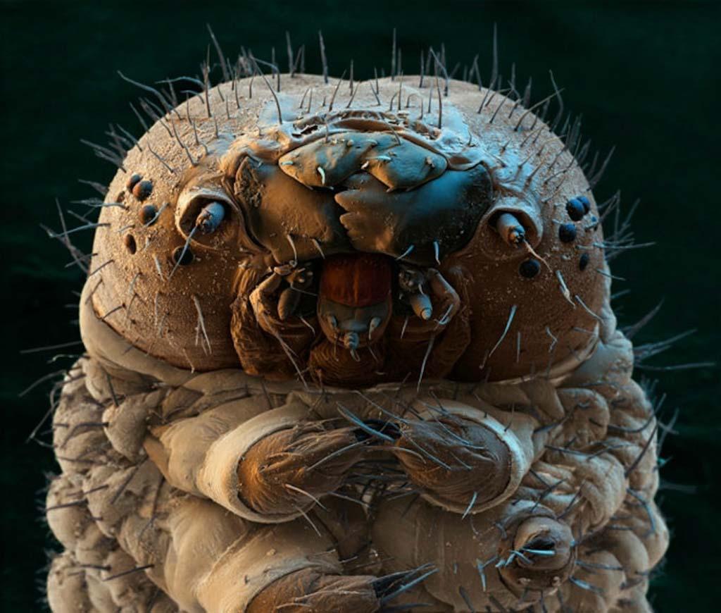 15 удивительных созданий которых не разглядеть без микроскопа 