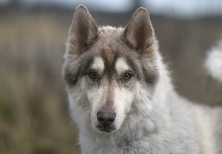 20 домашних питомцев, у которых есть свои особенности, но это не делает их ужасными 20 домашних питомцев, у которых есть свои особенности, но это не делает их ужасными