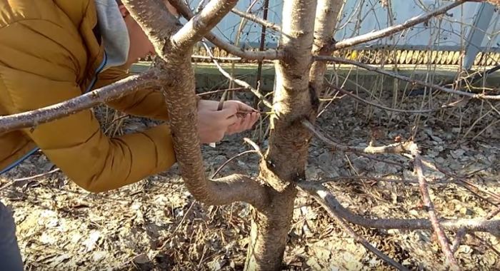 Привой дрелью: Популярный метод от дачников-садоводов помощи, садовый, спиральным, дрель, следует, можно, прививании, черенок, сделано, сезон, совпадающий, надрез, углом, размерам, подвоя, стволе, делаем, глубиной, этого, После