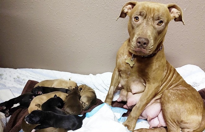 Щенки с мамой