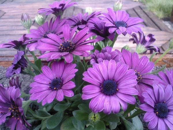 Остеоспермум – выращивание из семян в домашних условиях