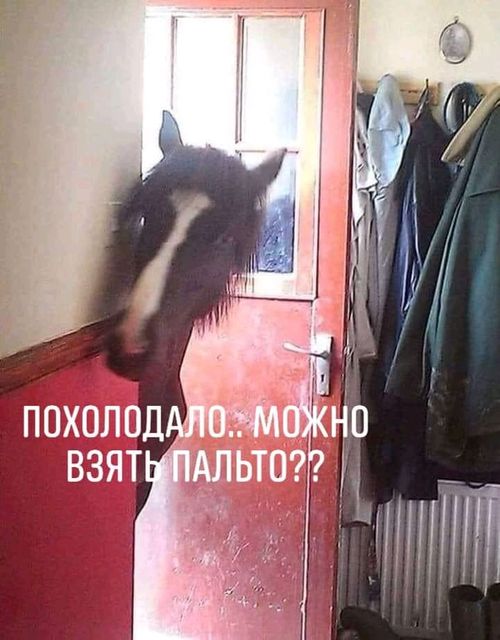 Юмор из интернета 669 Юмор из интернета 669 позитив,смех,улыбки,юмор