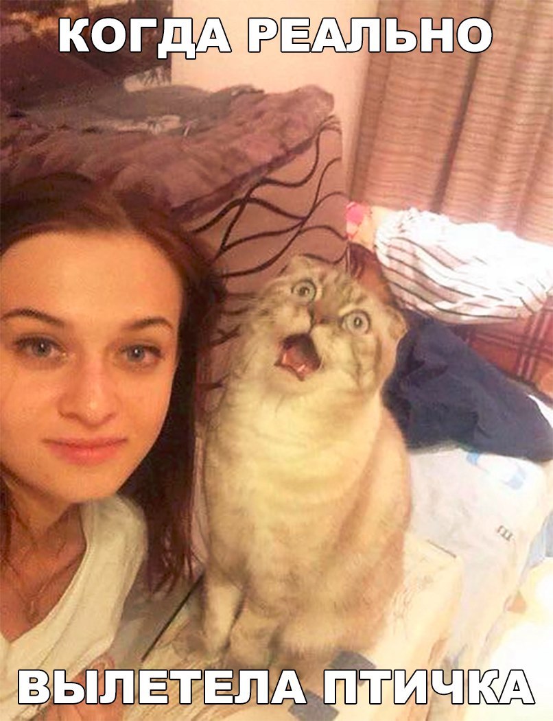 Забавные картинки и смешные фотографии с надписями