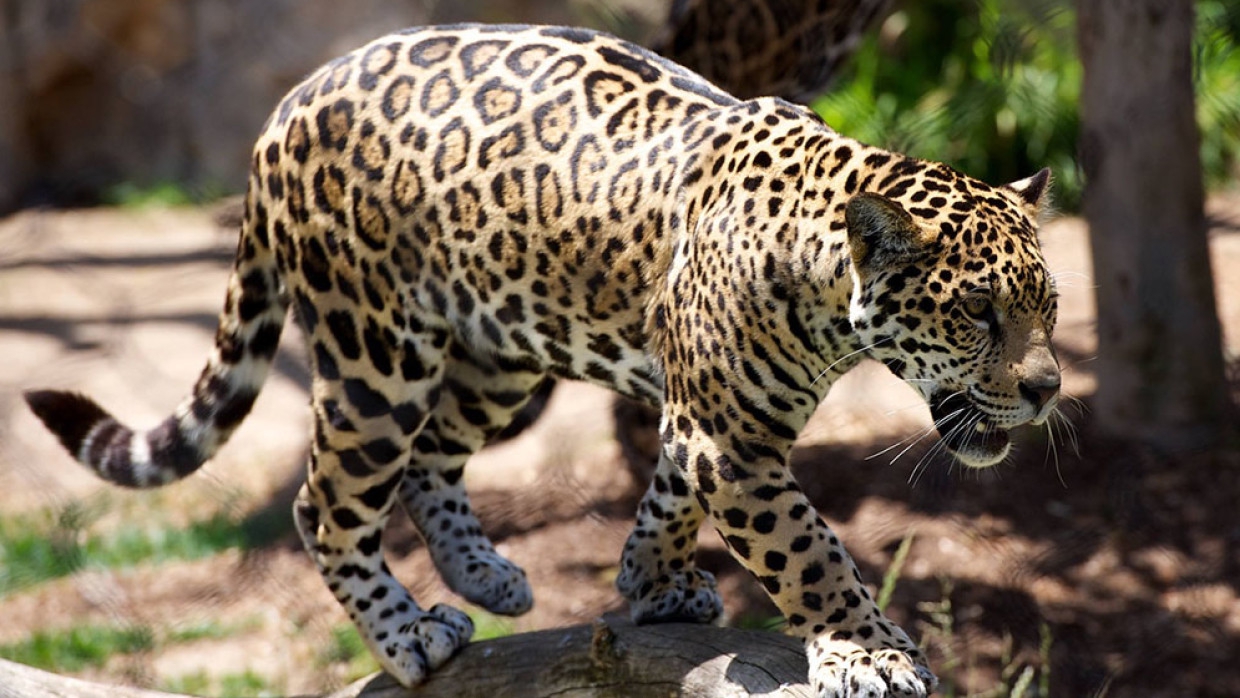 В ЮАР туристы стали свидетелем схватки между леопардом и дикобразом
