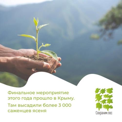 Более 70 млн новых деревьев появилось в России. 02