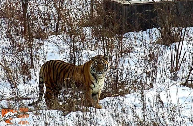 Через месяц в дикую природу выпустят двух амурских тигров из Центра реабилитации