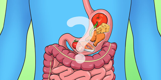 Как долго мы перевариваем ту или иную пищу и почему так важно не смешивать продукты перевариваются, продуктов, времени, долго, после, продукты, в желудке, поэтому, быстро, чтобы, требуется, попадает, всего, довольно, за 30, через желудок, больше, переваривания, около, минут