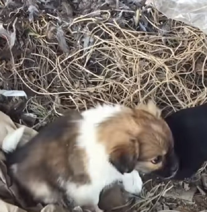 Щенок сидит