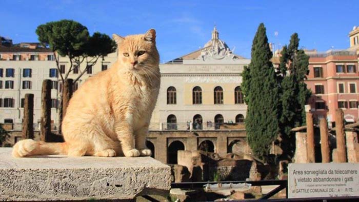 Музеи мира, в которых есть сотрудники-коты